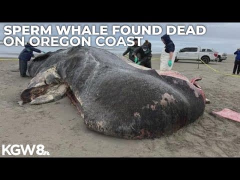 53-foot sperm whale found dead on Oregon coast was believed to be struck by vessel