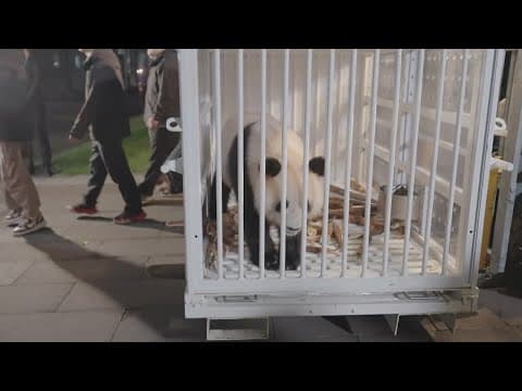 Pandas are on their way to the National Zoo!