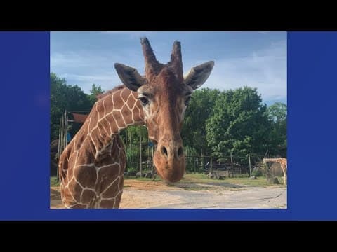 Lucille, a 24-year-old giraffe at Zoo Knoxville, has died
