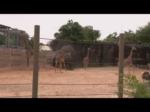 Giraffes at Houston Zoo gallop briefly during solar eclipse