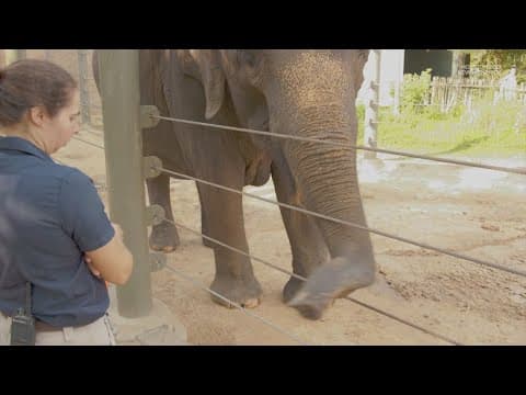 Houston Zoo's elephant is expecting her 7th baby