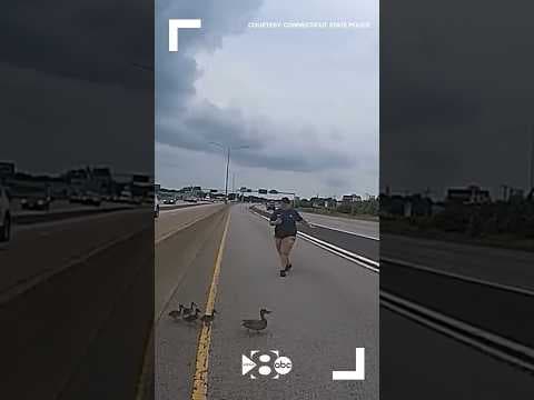 Connecticut State Police help duck & its ducklings cross the highway 🦆