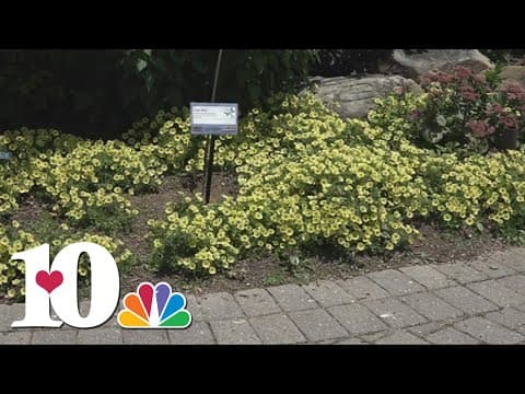 Make sure to keep plants watered in hot temperatures