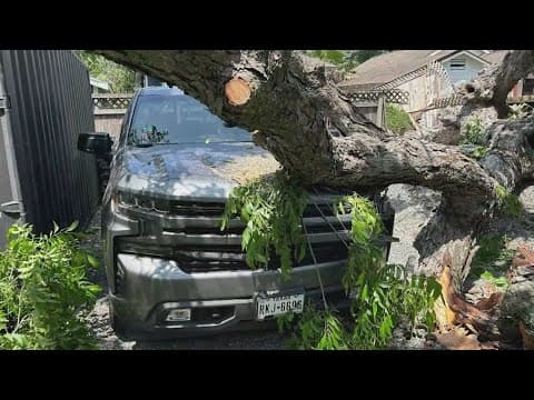 Mutiny Wine Room raising money for its employees after a tree crushed their cars during storms