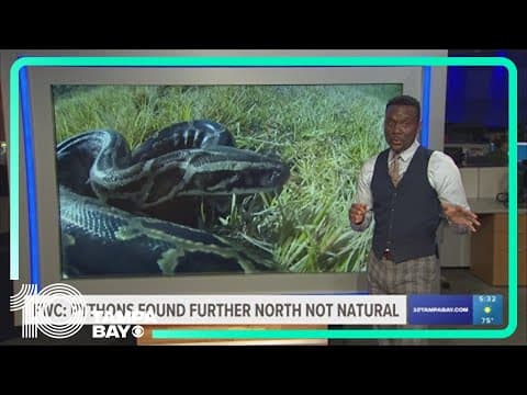 Pythons in Florida found more north than usual, experts say