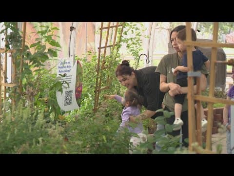 Dallas Zoo launches Flutterfest to celebrate monarch butterfly migration