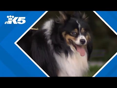 Dog found safe in the back of Lynnwood woman's stolen car