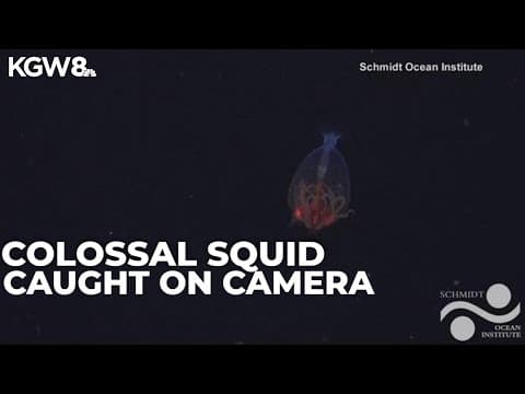 Colossal squid caught on camera for first time