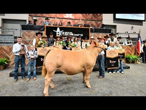 Grand champion steer at RodeoHouston auction sells for $1 million