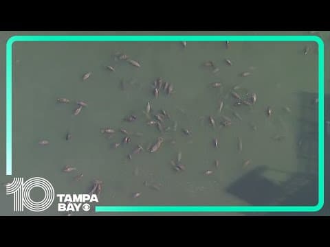 Manatees and sharks gather in warm water near TECO power plant