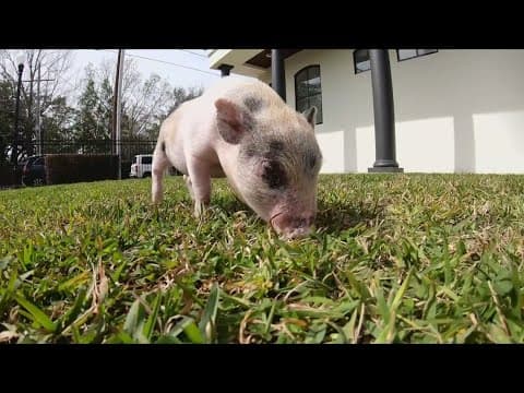 Rescued piglet finds a new home
