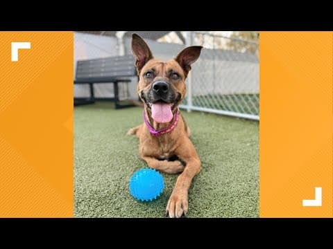 Pets of the Week: 1-25-2025