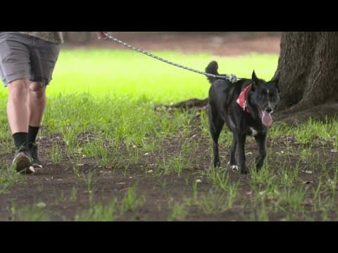 A Vietnam veteran in North Texas passed away, then his mailman adopted his dog
