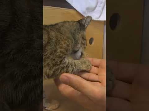 Over a dozen cats from Maui travel to Seattle in search of new home