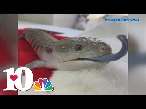 Penny the lizard at Little Ponderosa Zoo