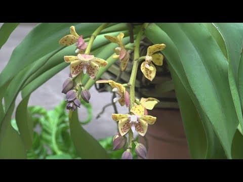 Beauty and Deception: The mysterious world of orchids is on display at the US Botanic Garden