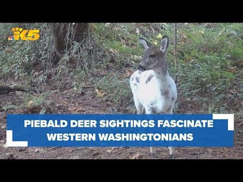 Piebald deer sightings fascinate western Washingtonians