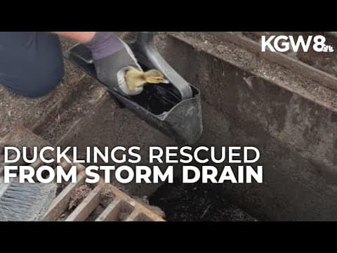 Ducklings rescued from storm drain in Beaverton