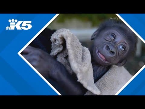 Baby gorilla rejected by his mother set to be relocated from Woodland Park Zoo