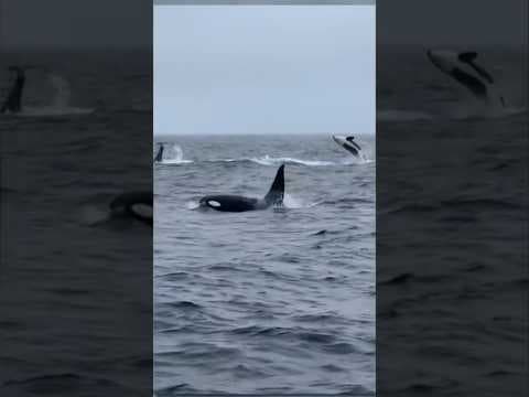 Rare video shows pod of 30 killer whales playing off California coast