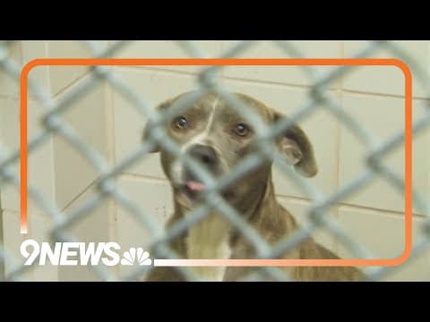 Aurora City Council to decide whether to put pit bull ban back on the ballot