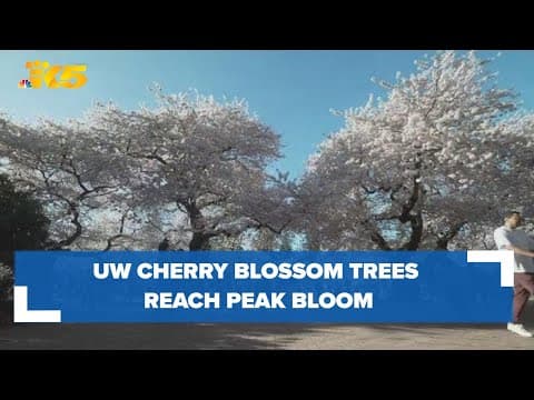 Welcome, spring! UW cherry blossom trees reach peak bloom