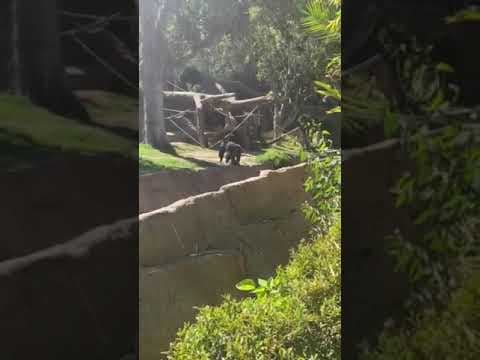 Dog removed after entering gorilla enclosure at San Diego Zoo Safari Park