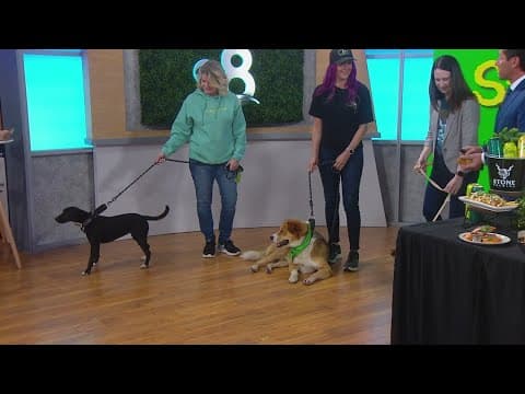 Stone Brewing celebrating St. Patrick’s Day and dogs this weekend