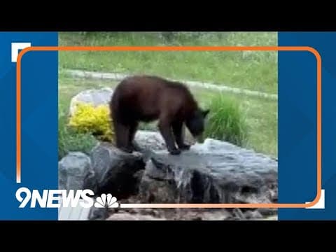Bear comes into Littleton woman's backyard
