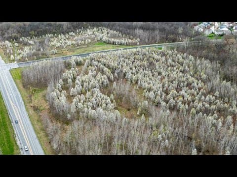 'They are invasive' | Property owners encouraged to chop down blooming trees