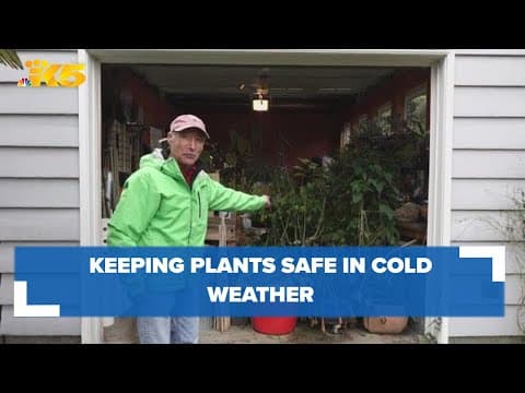 Master gardener Ciscoe Morris gives advice on how to protect plants from the cold