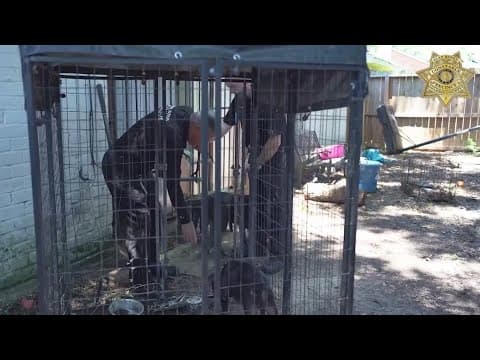 Juveniles heard laughing after they deliberately set kitten on fire, Precinct 1 says