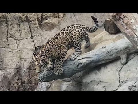 Houston Zoo's jaguar cub, Rojo, makes his public debut