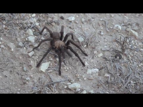 Love is in the air as tarantula mating gets underway in Colorado