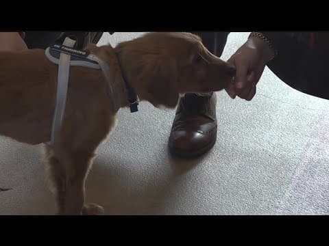 Golden retriever pups join Brooklyn Center's fire and police departments
