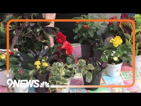 The key to an impactful flower pot presentation