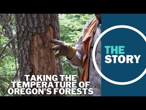 Oregon saw nearly 2.3M acres of new damage to forests last year, report finds, unrelated to fires