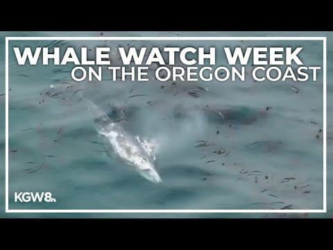 Whale watching along the Oregon coast kicks off: 'We are excitedly waiting'