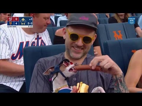 Dog goes to town on a hot dog at a Mets game