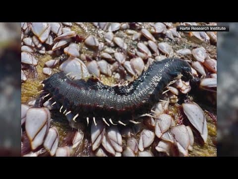 Heading to a beach? Watch out for this fireworm