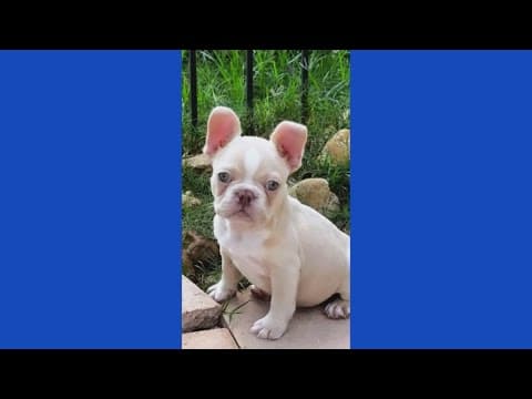 $15,000 French bulldog killed in attack caught on camera