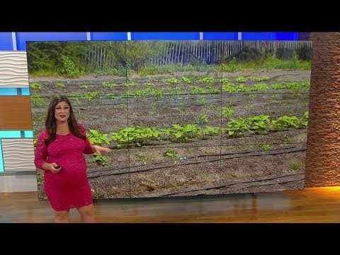 Working for Our Planet | Volunteer at a local farm