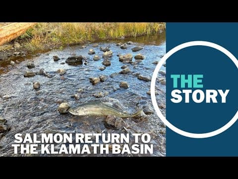 Just weeks after Klamath River dam removals, salmon spotted in long-obstructed streams
