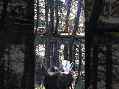 Wildlife officials warn about defensive moose in Colorado