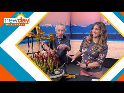 Make your own 'Little Shop of Horrors' with carnivorous plants - New Day NW