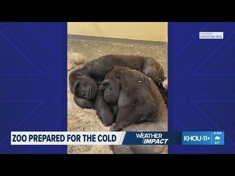 Houston Zoo closed while care teams focus on keeping animals safe and warm
