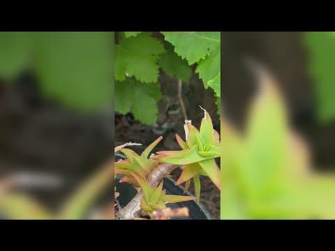 Bobcat caught on camera in man's backyard