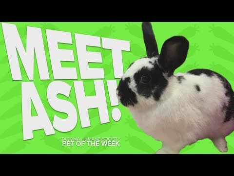 Pet Rescue of the Week: Ash
