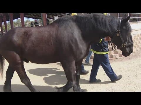 Firefighters learn essential skills necessary for horse rescues