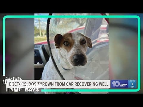 Dog thrown from car in Wimauma recovering well
